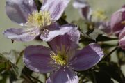 Clematis montana 'Tetrarose'