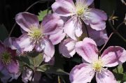 Clematis montana 'Tetrarose'