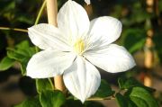 Clematis 'The Bride'