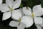 Clematis 'The Bride'