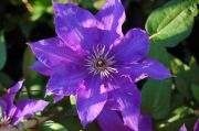 Clematis 'The President'