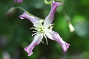 Clematis 'Triternata Rubromarginata'