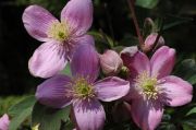 Clematis montana 'Veitch'