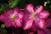 Clematis 'Ville de Lyon'
