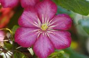 Clematis 'Ville de Lyon'