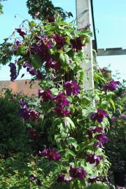 Clematis 'Viola'