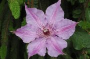 Clematis 'Violetta'