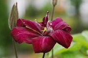 Clematis 'Voluceau'