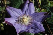 Clematis 'Vyvyan Pennell'