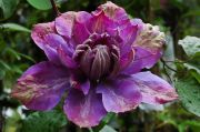 Clematis 'Vyvyan Pennell'