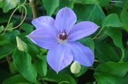 Clematis 'W.E. Gladstone'