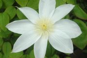 Clematis 'Wadas Primrose'