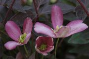 Clematis montana 'Warwickshire Rose'