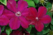 Clematis 'Westerplatte'