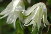 Clematis macropetala 'White Swan'