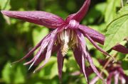 Clematis 'OCTOPUS'