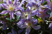 Clematis 'BLUE RIVER' Zoblueriver PBRaf & PPaf