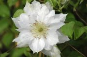 Clematis DANCING KING 'Zodaki' PBRaf PPaf