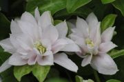 Clematis DANCING QUEEN 'Zodaque' PBRaf PPaf