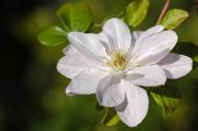 Clematis DANCING QUEEN 'Zodaque' PBRaf PPaf