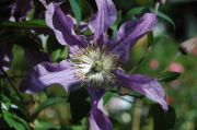 Clematis EAST RIVER 'Zoeastri' PBRaf PPaf