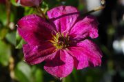 Clematis JOHN HOWELLS 'Zojoho' PBRaf