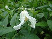 Clematis integrifolia 'Alba'