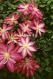 Clematis 'Asao'