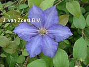 Clematis 'Ascotiensis'