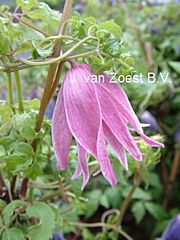 Clematis macropetala 'Ballet Skirt'