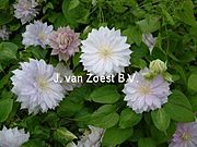 Clematis 'Belle of Woking'