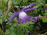 Clematis macropetala 'Big Bird'