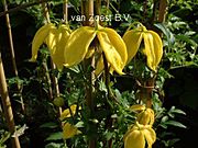 Clematis tangutica 'Bill MacKenzie'