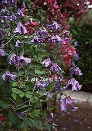 Clematis 'Blue Rain'