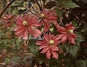 Clematis montana 'Broughton Star'