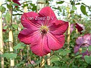 Clematis viticella 'Carmencita'