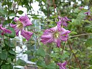 Clematis viticella 'Cicciolina'