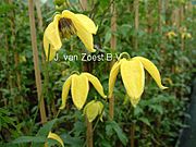 Clematis tangutica 'Corry'