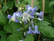 Clematis heracleifolia 'Crepuscule'