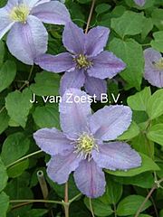 Clematis 'Dominika'