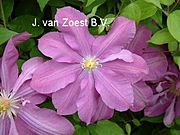 Clematis 'Dorothy Tolver'