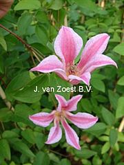 Clematis texensis 'Duchess of Albany (1897)'