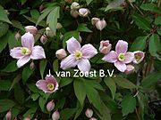 Clematis montana 'East Malling'