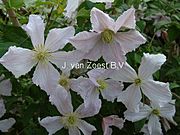 Clematis 'Entel'