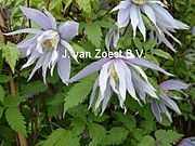 Clematis macropetala 'Eximia'