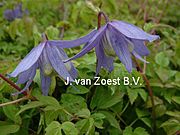 Clematis alpina 'Frankie'