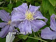Clematis 'Fryderyk Chopin'