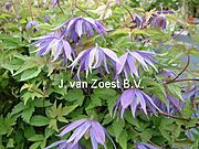 Clematis macropetala 'Georg'