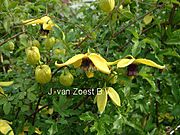 Clematis tangutica 'Golden Harvest'