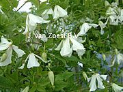 Clematis viticella 'Hagelby White'